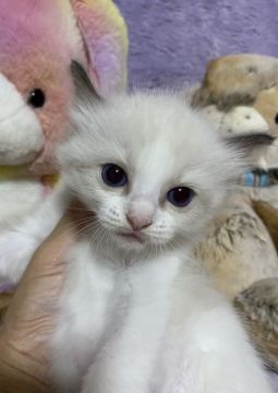 ラグドール【千葉県・女の子・2021年9月6日・シールポイントバイカラー（長毛）】の写真「おっとりした甘えん坊の女の子です。」