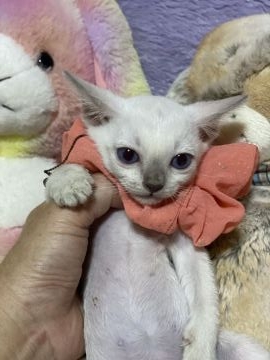 トンキニーズ【千葉県・女の子・2021年8月21日・プラチナミンク（短毛）】の写真「お正月休みは、お預かり可能です。(無料)」