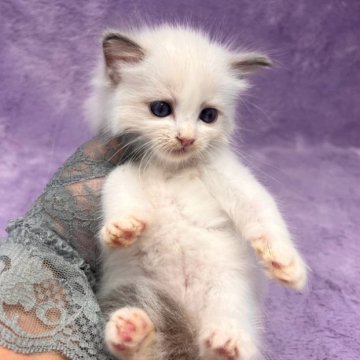 ラグドール【千葉県・男の子・2023年6月13日・ブルーポイントバイカラー（長毛）】の写真「生後10ヶ月迄、生命保証の安心猫ちゃん。お土産付き」