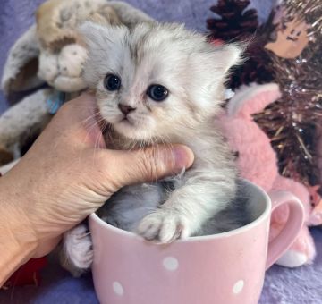 ラガマフィン【千葉県・男の子・2021年11月14日・シルバータビー 薄いブルーリボン（長毛）】の写真「べそをかいたようなお顔がとっても　可愛いです。」