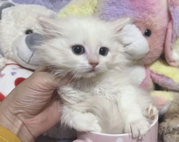 ラガマフィン【千葉県・女の子・2021年12月10日・クリーム(赤リボン)（長毛）】の写真「お嬢様がおの甘ったれ猫ちゃんです。」