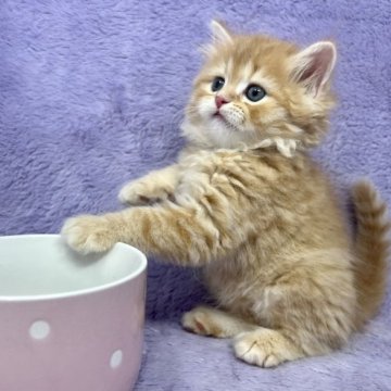 ラガマフィン【千葉県・男の子・2023年7月3日・レッドタビー（長毛）】の写真「生後10ヶ月迄、生命保証の安心猫ちゃん。お土産付き」