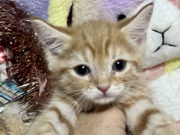 マンチカン(長足)【千葉県・男の子・2021年10月6日・レッドタビー（短毛）】の写真「お正月休みは、お預かり可能です。(無料)」