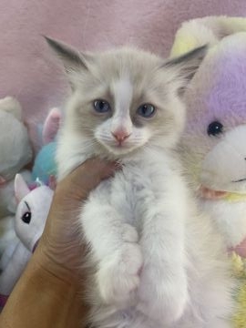 ラグドール【千葉県・男の子・2021年3月18日・ブルーポイントバイカラー（長毛）】の写真「綺麗なハチワレのラグドールの男の子」