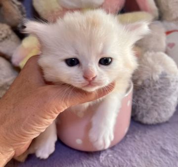 ラガマフィン【千葉県・男の子・2021年12月19日・クリーム（短毛）】の写真「父親は、CFAのチャンピオンの優良血統です。」