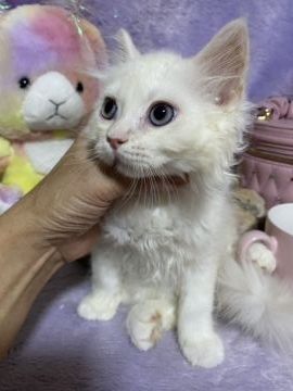 ラガマフィン【千葉県・男の子・2021年5月27日・クリーム（長毛）】の写真「淡い優しいお色みの綺麗な男の子です。」