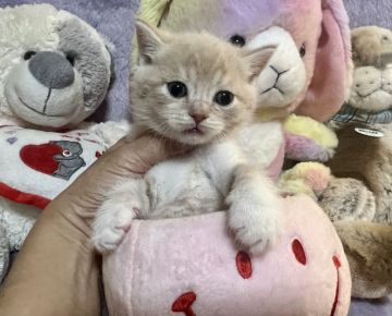 ブリティッシュショートヘア【千葉県・男の子・2021年12月19日・クリームタビー&ホワイト(ブルーリボン)（短毛）】の写真「大人しくて甘えん坊な猫ちゃんです。」