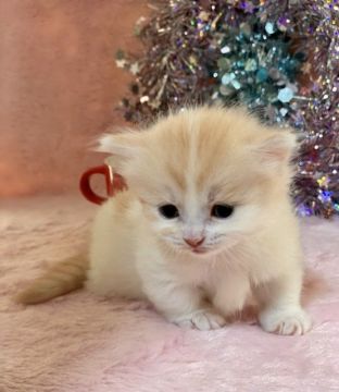 マンチカン(短足)【千葉県・男の子・2019年11月27日・レッドタビー&ホワイト（長毛）】の写真「クリーム色に近い、優しいレッドの男の子です。」