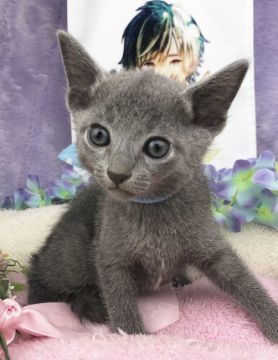 ロシアンブルー【千葉県・男の子・2018年7月18日・ブルー（短毛）】の写真「父親は、CFAのグランドチャンピオンの優良血統です」