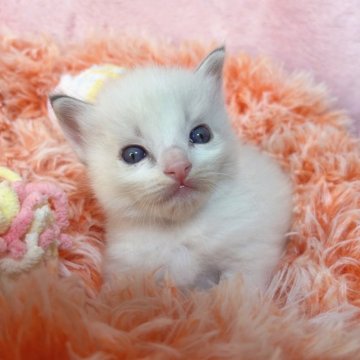 ラグドール【千葉県・男の子・2023年12月20日・ブルーポイントバイカラー（長毛）】の写真「生後10ヶ月まで生命保証付きの安心猫ちゃん。お土産」