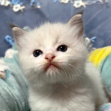 ラグドール【千葉県・男の子・2024年4月16日・ブルーポイントバイカラー（長毛）】の写真「生後10ヶ月まで，生命保証付きの猫ちゃん。お土産付」