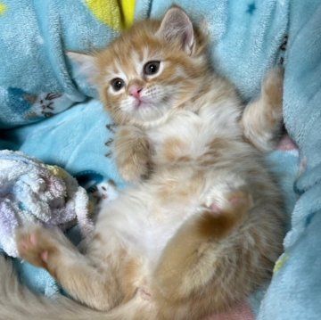 マンチカン(長足)【千葉県・女の子・2024年3月24日・レッドタビー（中毛）】の写真「生後10ヶ月まで　生命保証付きの猫ちゃん。お土産付」