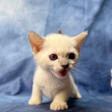 トンキニーズ【千葉県・女の子・2024年2月19日・プラチナミンク（短毛）】の写真「生後10カ月まで　生命保証付き。お土産付き。」