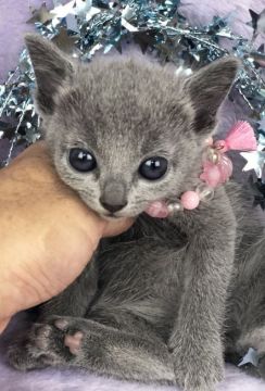 ロシアンブルー【千葉県・女の子・2019年7月2日・ブルー（短毛）】の写真「父親は、CFAのグランドチャンピオンの優良血統です」