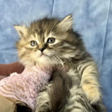 サイベリアン【千葉県・女の子・2023年1月18日・ブラウンタビー（長毛）】の写真「ふわふわの可愛いお顔のゴージャスな女の子です。」