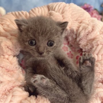 ブリティッシュショートヘア【千葉県・男の子・2024年2月11日・ブルー（短毛）】の写真「生後10カ月まで，生命保証付きの猫ちゃん。お土産付」