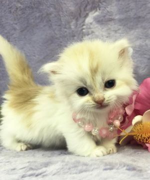 マンチカン(短足)【千葉県・女の子・2019年5月22日・クリームアンドホワイト（長毛）】の写真「淡いコートカラーの短足マンチカン女の子です。」