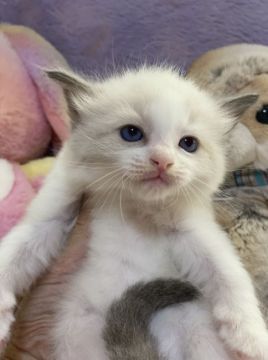 ラグドール【千葉県・男の子・2021年9月6日・シールポイントバイカラー（長毛）】の写真「可愛いお顔の男の子です。」