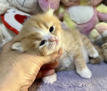 マンチカン(長足)【千葉県・女の子・2021年12月31日・レッドタビー&ホワイト（長毛）】の写真「とっても　とっても可愛い💕子です。」