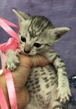 エジプシャンマウ【千葉県・男の子・2019年3月18日・シルバー（短毛）】の写真「父親は、CFAのチャンピオンの優良血統です。」