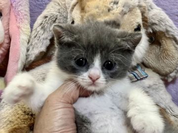 ブリティッシュショートヘア【千葉県・男の子・2021年10月5日・ブルー&ホワイト（短毛）】の写真「お正月休みは、お預かり可能です。(無料)」