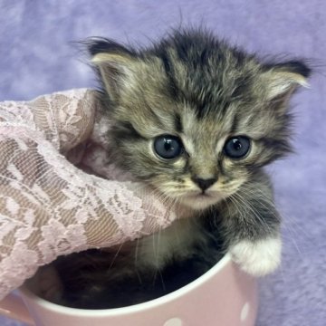 ラガマフィン【千葉県・女の子・2023年6月7日・ブラウンタビー&ホワイト（長毛）】の写真「生後10ヶ月迄生命保証付きの安心猫ちゃん。お土産付」