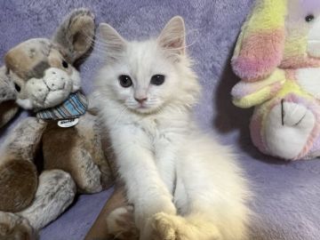 ラガマフィン【千葉県・男の子・2021年12月10日・クリーム（長毛）】の写真「触っているとずーっと喉を鳴らす甘ったれ猫ちゃんです」