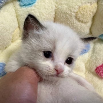 ラグドール【千葉県・女の子・2023年12月11日・シールポイントバイカラー（長毛）】の写真「生後10ヶ月まで生命保証付きの安心猫ちゃん。お土産」
