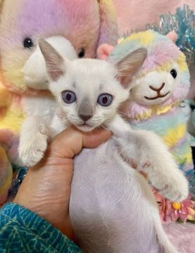 トンキニーズ【千葉県・女の子・2021年3月18日・プラチナミンク（短毛）】の写真「父親は、CFAのチャンピオンの優良血統です。」