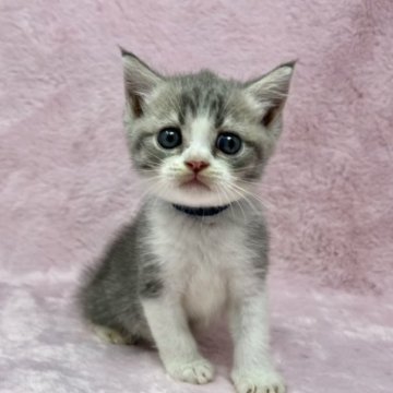 ミヌエット(長足)【千葉県・男の子・2023年8月4日・ブルータビー&ホワイト（短毛）】の写真「生後10カ月まだ、生命保証付きの安心猫ちゃん😮‍💨」