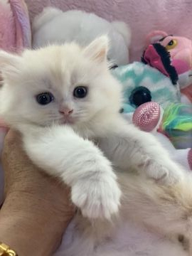 マンチカン(長足)【千葉県・女の子・2020年5月8日・クリームタビー（長毛）】の写真「フワフワモコモコの可愛い、マンチカンの女の子です。」