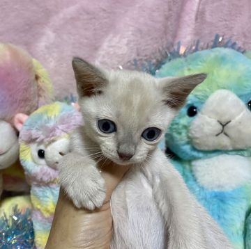 トンキニーズ【千葉県・男の子・2021年3月18日・プラチナミンク（短毛）】の写真「父親は、CFAのチャンピオンの優良選血統です。」