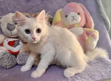 ラガマフィン【千葉県・男の子・2021年11月14日・クリーム（長毛）】の写真「白に近いクリーム色の可愛い男の子です。」