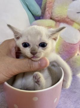 トンキニーズ【千葉県・男の子・2021年6月9日・プラチナ ミンク（短毛）】の写真「父親は、CFAのチャンピオンの優良血統です。」