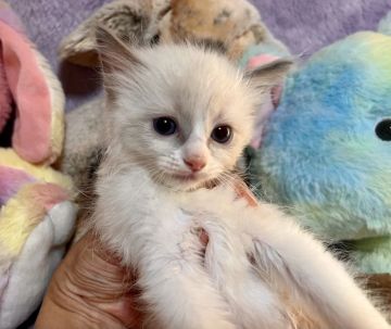 ラグドール【千葉県・男の子・2022年2月10日・ブルーポイントバイカラー（長毛）】の写真「ハチワレの可愛い男の子です。」