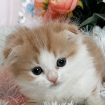 マンチカン(長足)【千葉県・男の子・2024年1月7日・レッドタビー&ホワイト（長毛）】の写真「生後10ヶ月迄，生命保証付きの猫ちゃん。お土産付き」