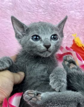 ロシアンブルー【千葉県・女の子・2018年8月27日・ブルー（短毛）】の写真「父親は、CFAのグランドチャンピオンの優良血統です」