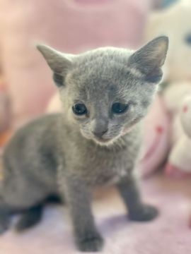 ロシアンブルー【千葉県・女の子・2020年12月18日・ブルー（短毛）】の写真「父親は、CFAのグランドチャンピオンの優良血統です」