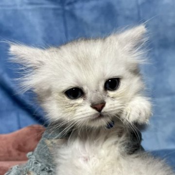 ラガマフィン【千葉県・男の子・2023年4月17日・シルバー（長毛）】の写真「生後10ヶ月まで、保証付きの安心猫ちゃんです。」