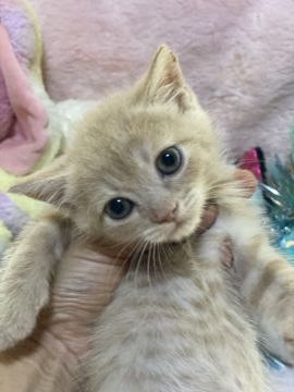ブリティッシュショートヘア【千葉県・男の子・2021年3月28日・クリームタビー（短毛）】の写真「優しいお色の優しい男の子です。」