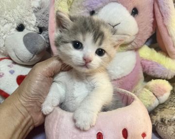 ブリティッシュショートヘア【千葉県・女の子・2021年12月19日・ダイリユートキヤリコ(紫リボン)（短毛）】の写真「大人しくて甘えん坊な猫ちゃんです。」