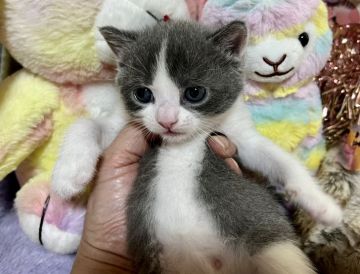 ブリティッシュショートヘア【千葉県・男の子・2021年10月5日・ブルー&ホワイト（短毛）】の写真「綺麗なハチワレの男の子です。」