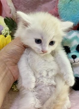 ラガマフィン【千葉県・女の子・2020年7月15日・カメオ（長毛）】の写真「綿菓子みたいな、女の子」