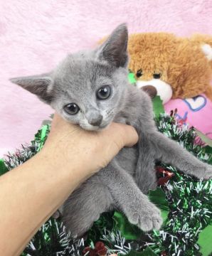 ロシアンブルー【千葉県・女の子・2018年9月25日・ブルー（短毛）】の写真「父親は、CFAのグランドチャンピオンの優良血統です」