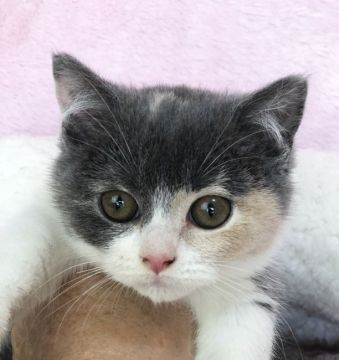 ブリティッシュショートヘア【千葉県・女の子・2018年11月30日・ダイリユートキヤリコ（短毛）】の写真「クリクリお目目の可愛い、珍しいダイリユートキヤリコ」
