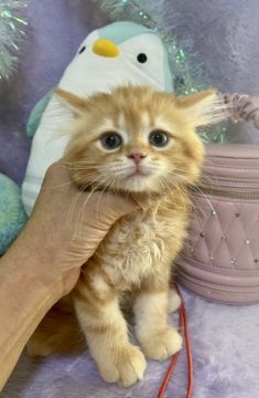 ラガマフィン【千葉県・男の子・2021年5月27日・レッドタビー（長毛）】の写真「燃える様な赤のコートカラーの男の子です。」