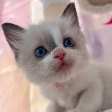 ラグドール【千葉県・女の子・2023年9月11日・シールポイントバイカラー（長毛）】の写真「生後10ヶ月まで、生命保証付きの猫ちゃん。お土産付」