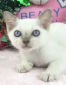 トンキニーズ【千葉県・男の子・2018年9月27日・プラチナ ミンク】の写真1「ブルーの瞳で、こんにちは。」