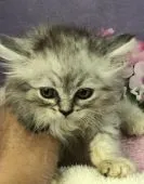 ラガマフィン【千葉県・男の子・2018年4月29日・シルバータビー】の写真1「ヨーダみたいな、横に開いた、お耳。」