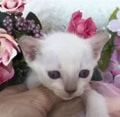 トンキニーズ【千葉県・女の子・2018年12月4日・プラチナ ミンク】の写真1「トンキニーズは、とっても、フレンドリーな性格です。」